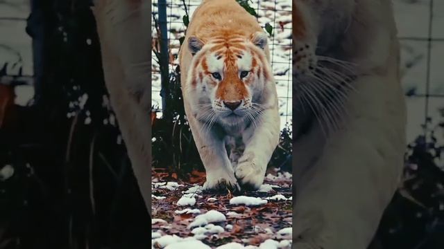 Тигр, золотой #тигр #shorts смотреть онлайн