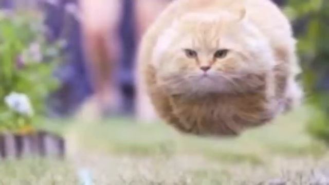 THE TORPEDO CAT CHRONICALS смотреть онлайн