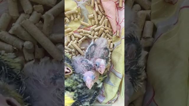 Птенцы кореллы. смотреть онлайн