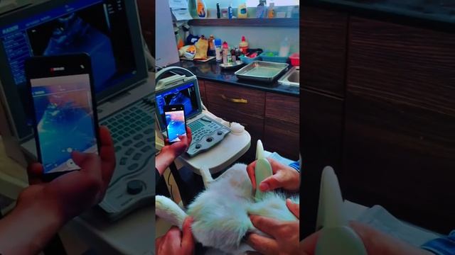 Ultrasound || How to do ultrasound in pregnancy|| Ultrasound in cat #viralshorts #shorts #persianca смотреть онлайн