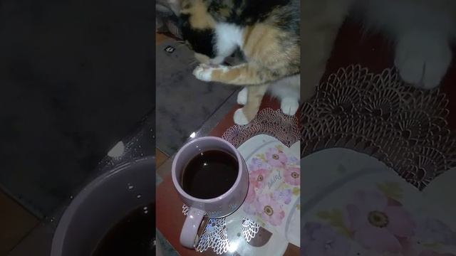 Моя кошка любит кофе)) смотреть онлайн