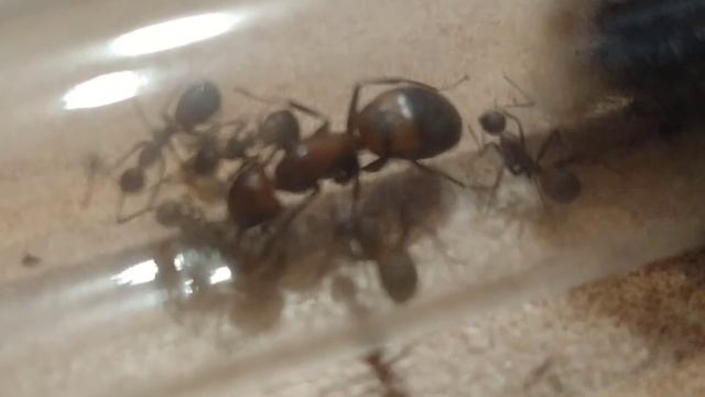 petite fondation camponotus nicobarensis смотреть онлайн