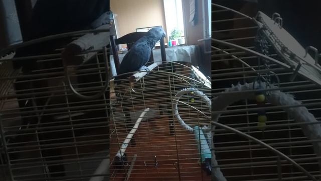 Жако Проня (как кукушка говорит?) смотреть онлайн