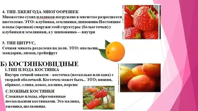 Плод-генеративные органы растении