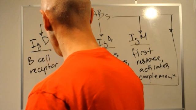 B Cells (Humoral Immunity) - Physiology from the Dungeon смотреть онлайн