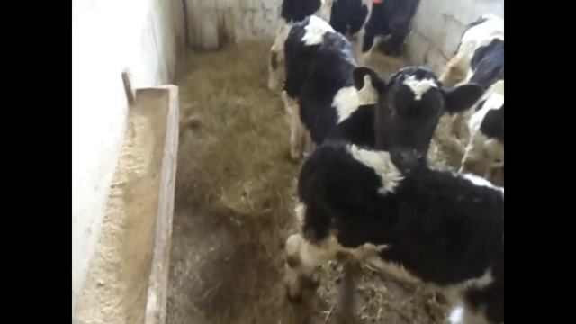 О кормлении телят 1-2 мес. ЗЦМ, БВМК, привесы, затраты. смотреть онлайн