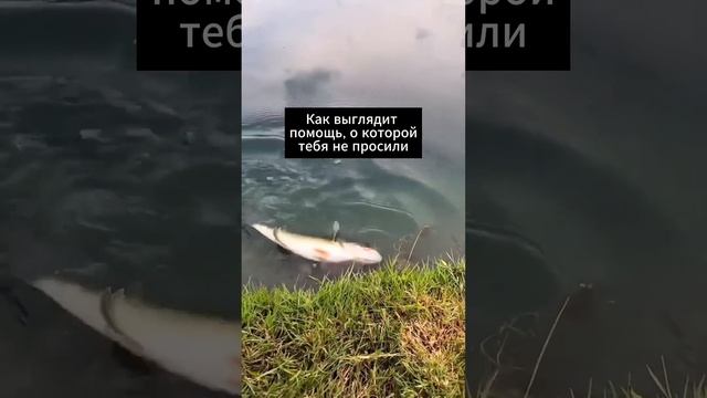 Как обстоят дела с синдромом спасателя? смотреть онлайн