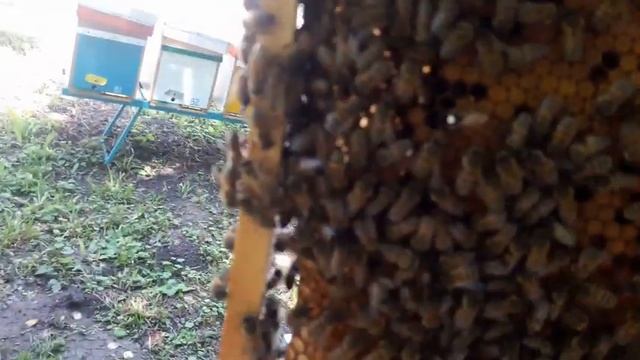 бакфаст и карника смотреть онлайн
