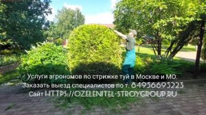 Услуги стрижки туй на даче. Заказать выезд агрономов по т. 84956695223 г. Москва и МО