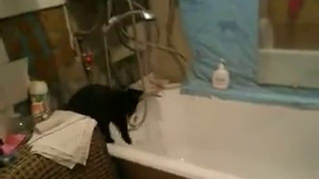 кошка моет лапы.AVI смотреть онлайн