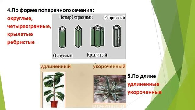 Стебель, побег, почка   вегетативные органы растений