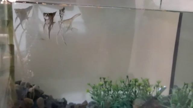 Características del Pez angel o Escalar смотреть онлайн