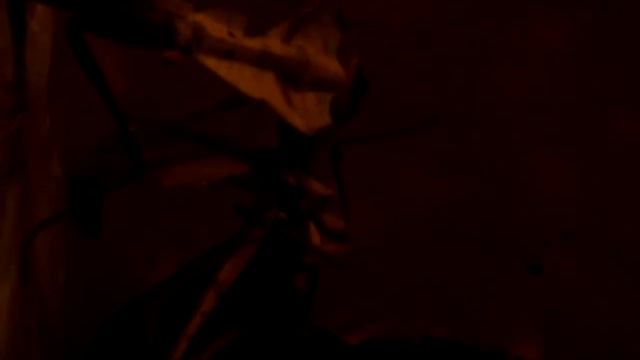 Sexual cannibalism in praying mantis Deroplatys desiccata смотреть онлайн