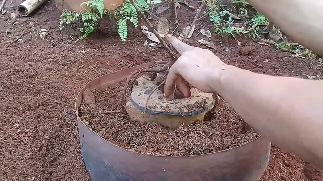 Ground Bahan Bonsai Kimeng смотреть онлайн