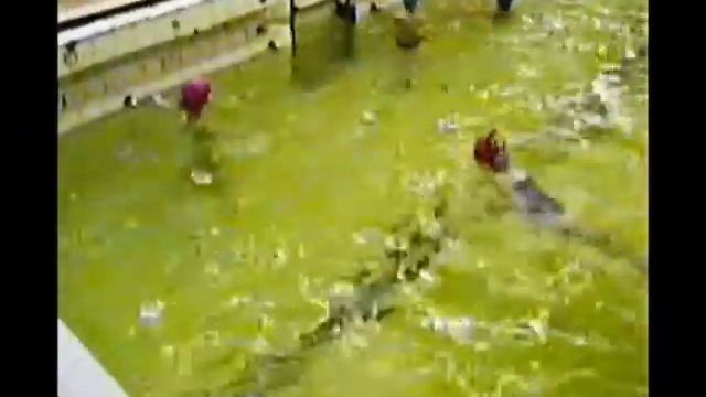 Лягушатник 94