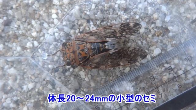 夏が来た！俺たちの季節、始まる смотреть онлайн