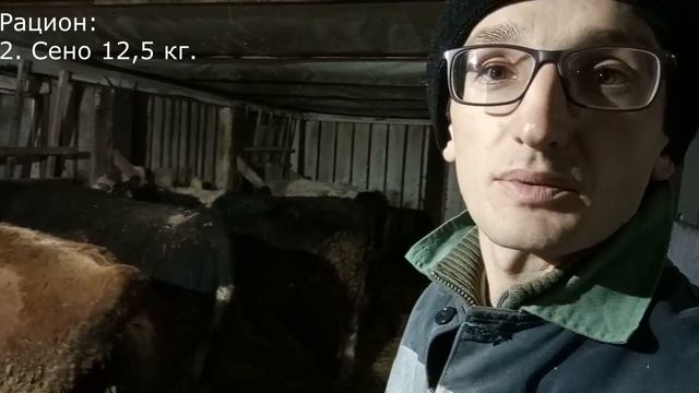 Герефорды против черно пестрых 2 смотреть онлайн