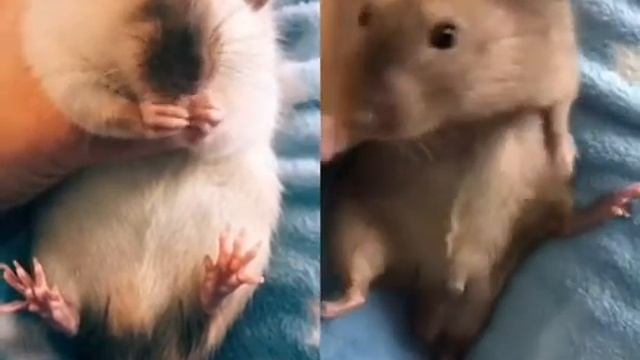 Крыски Танцуют под песню КОКУШКИ 🤣 смотреть онлайн