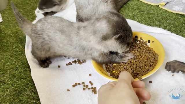 カワウソの赤ちゃん、手を使うトレーニング！　Baby otter, Hand training! смотреть онлайн