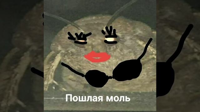 MC Моль ХХХ - МОЛЬ ЭЩКЕРЕ (official video) смотреть онлайн