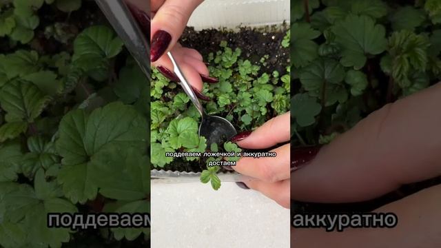 Пикировка земляники: обещала показать - показываю! смотреть онлайн