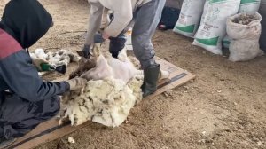 Стрижка овец. Грязная шерсть