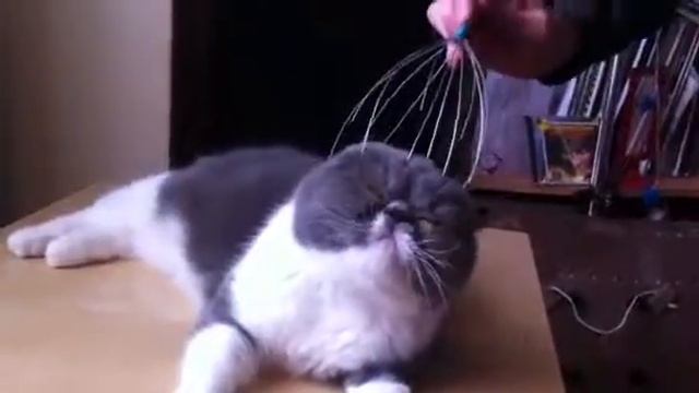 Кошка и массажёр смотреть онлайн