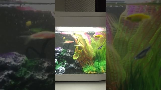 Аквариум Xiaomi Lucky Amphibious акваферма