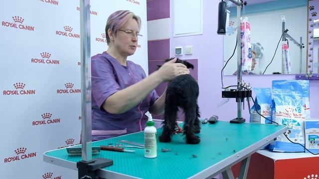 Щенок цвергшнауцера.Правила ухода.Содержание, груминг.Руководство пользователя. смотреть онлайн