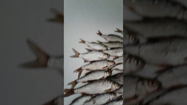 УКЛЕЙКА, ПЛОТВА, ЩУЧКА, ГУСТЕРА И КРАСНОПЕРКА... В РЫБАЛКЕ "ОТ ЗАХАРОВА". ЧТО ЕЩЕ НУЖНО?)) смотреть онлайн