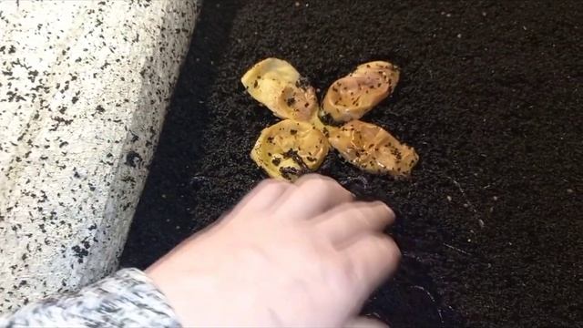 Здоровое питание для червей. смотреть онлайн
