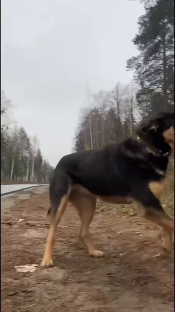 Следим за ней , к людям так и не подходит 🥹 смотреть онлайн