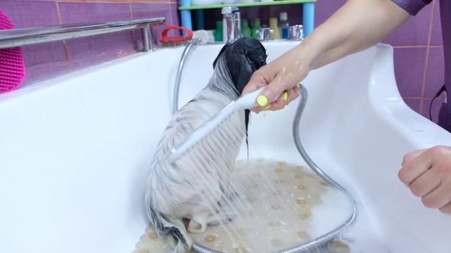 Папийон - уход, содержание, груминг. Вычёсывание колтунов, восстановление шерсти.