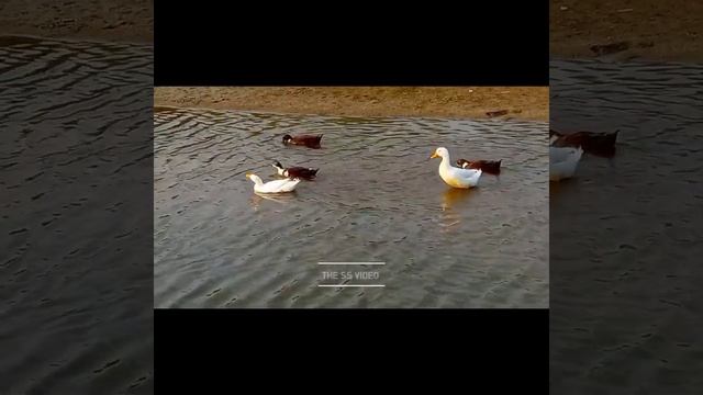 Beautiful white and brown duck swimming in water || #nature #bird #duck #water #shorts смотреть онлайн