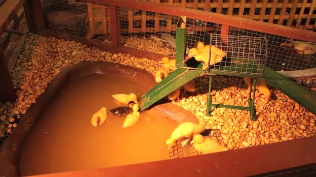 Sydney Royal Easter Show Farmyard смотреть онлайн