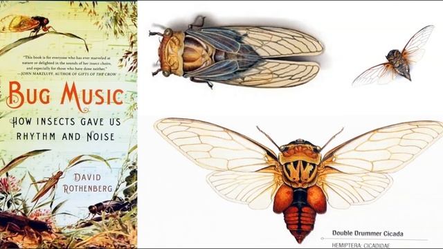 Double Drummer Cicadas смотреть онлайн
