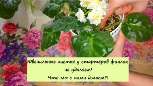 Ювенильные листья у стартёров фиалок не удаляем! Что мы с ними делаем?!