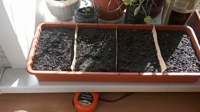 Эффект гумата на пшенице! Результаты опыта #14 смотреть онлайн