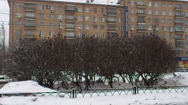 Афигеть воробьи дают!!!! смотреть онлайн