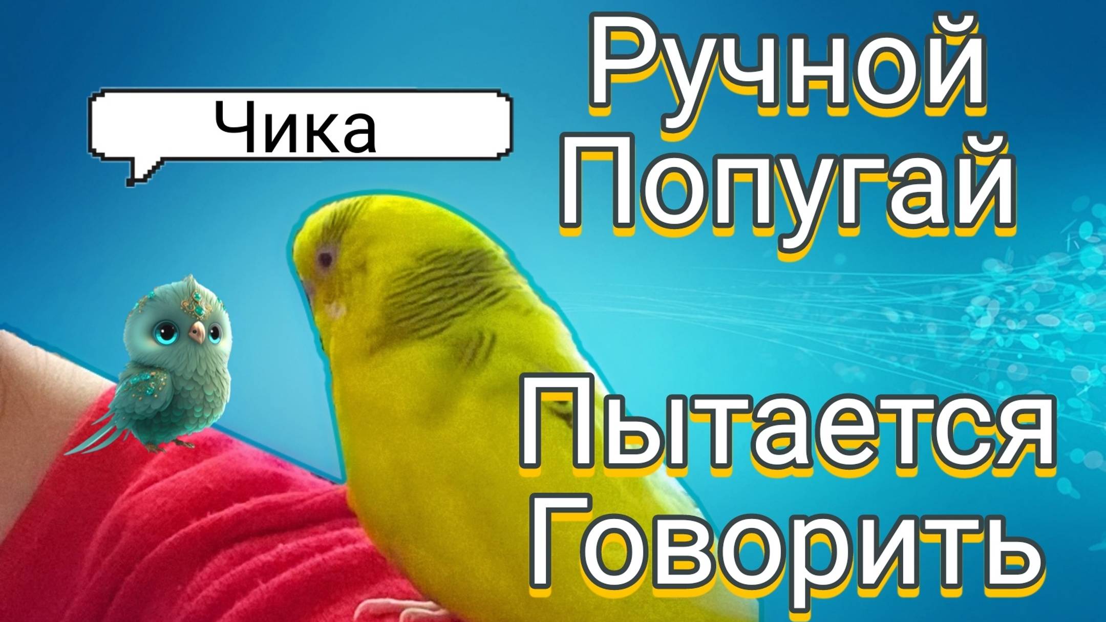 РУЧНОЙ ПОПУГАЙ ЧТО ТО ХОЧЕТ СКАЗАТЬ, ГОВОРИТ РАДИ ПОЦЕЛУЯ? ЦЕЛУЮ ЧИКУ! смотреть онлайн