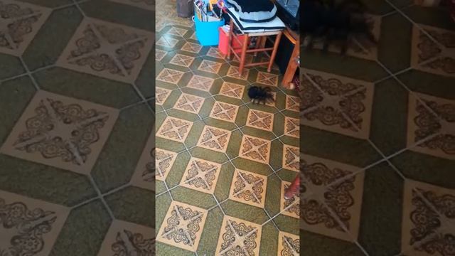 Funny kitten with robot tarantula🐈🕷️ смотреть онлайн