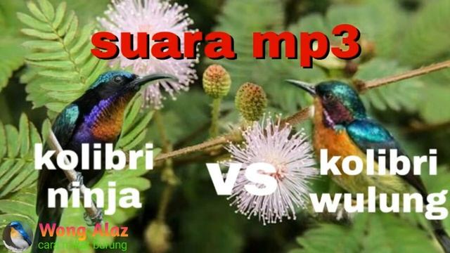 Suara Mp3 Kolibri Untuk Pikat
