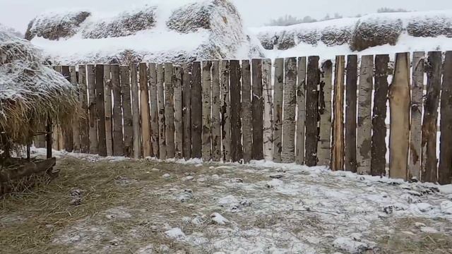 Откорм телят с 6 мес до 1 года №4 смотреть онлайн