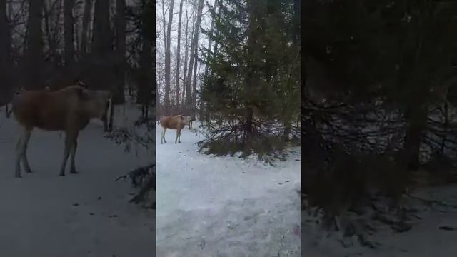 Лосёнок вышел в посёлок смотреть онлайн
