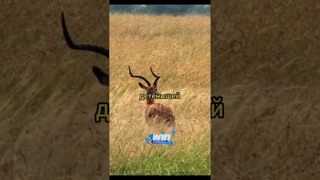 Мама-гепард и котята #животные #звери #природа смотреть онлайн