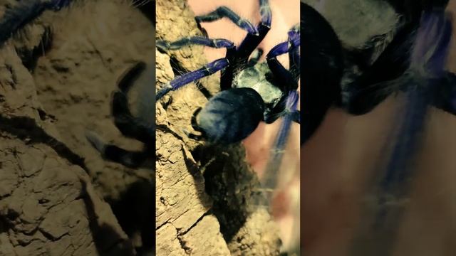 Omothymus violaceopes (Lampropelma violaceopes) смотреть онлайн