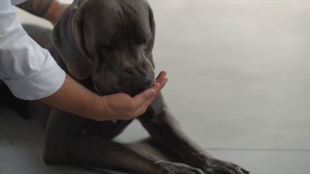 Area-Dog - Cibo per cani pressato a freddo смотреть онлайн