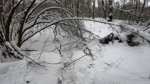 Охота на куницу. Проверяем капканы. Кабан лежал в муравейнике. смотреть онлайн
