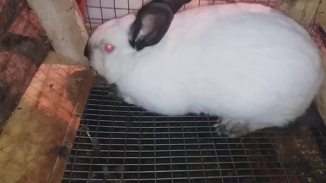 Пушистый батальон/перезалив/29 декабря 2017 г. смотреть онлайн