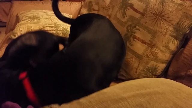 Blessed and Mimi Rose play on the couch смотреть онлайн